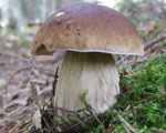 A cep, also known as a penny bun